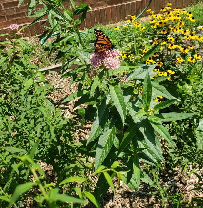 Monarch butterfly sitting on milkweed in the MHHS pollinator garden.